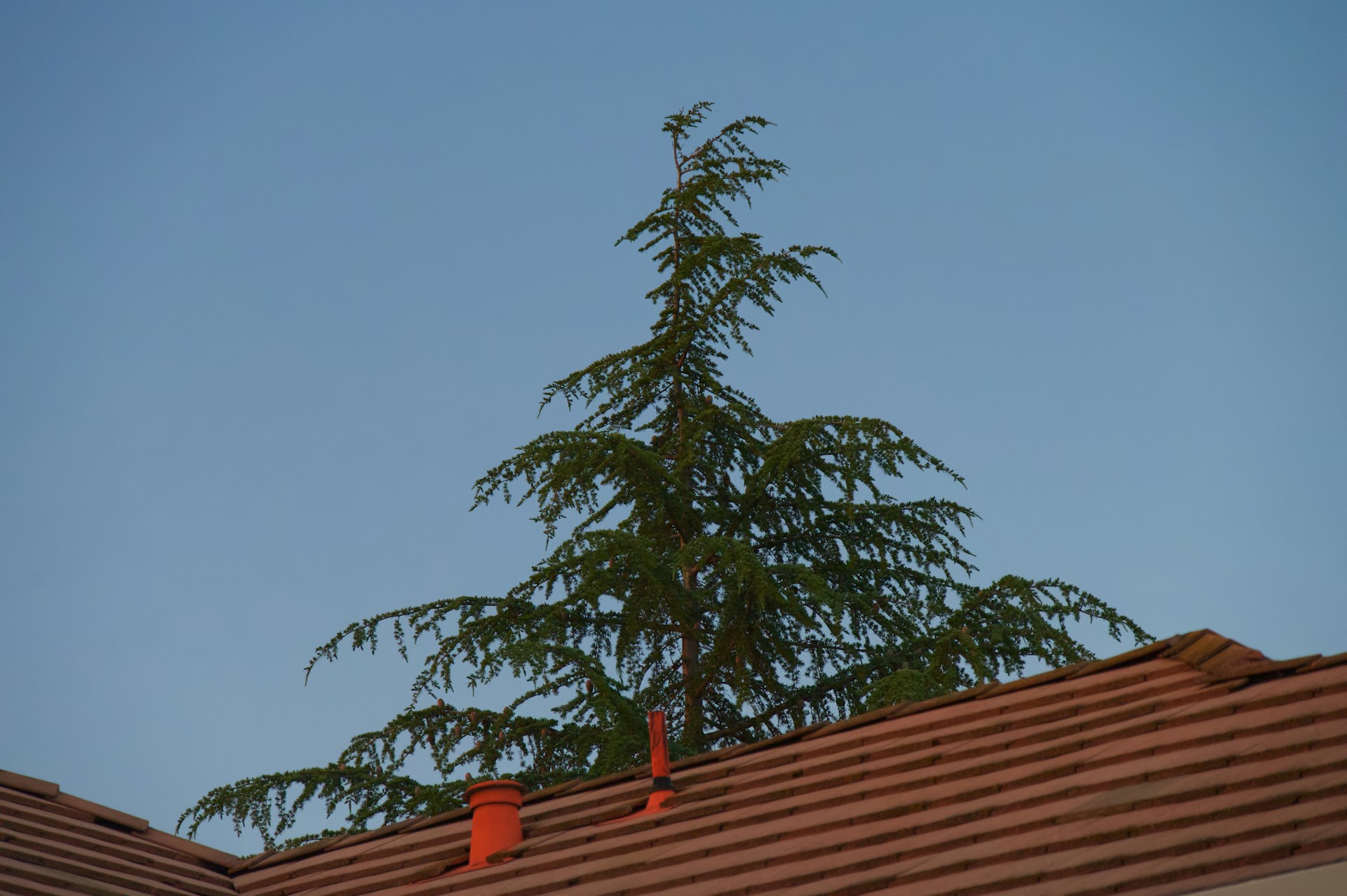 GreenTech Green Roof Technology